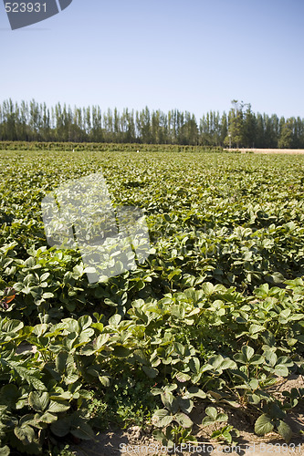 Image of Strawberry Field