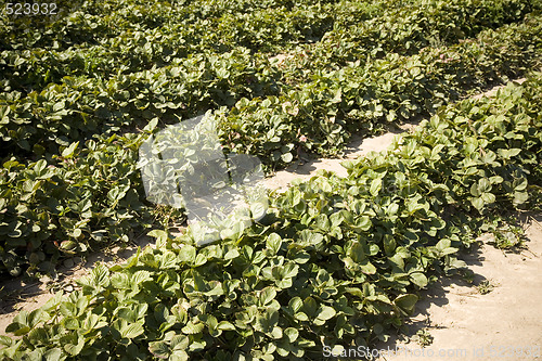 Image of Strawberry Field