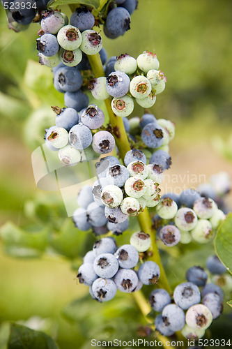 Image of Blueberries