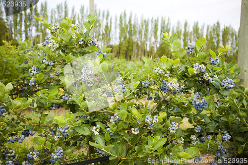 Image of Blueberries