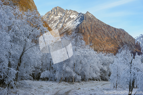 Image of Winter Frost Covers Trees in a Mountainous Terrain at Sunrise