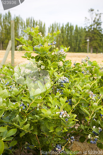 Image of Blueberries