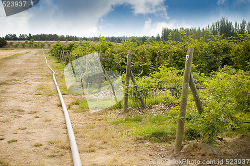 Image of Blueberries