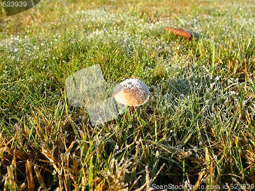 Image of late autumn mushroom with ice cap in grass