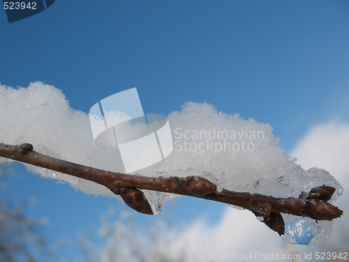 Image of cherry tree buds with snow flakes dreaming of spring