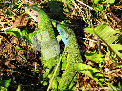 Image of green lizard pair sunbathing
