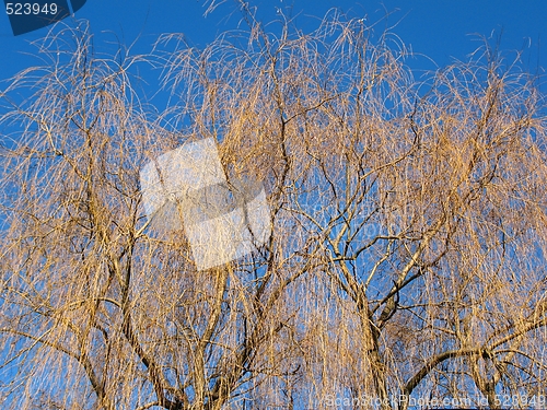 Image of weeping willow