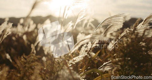 Image of Reed plant, nature and landscape with sunshine, closeup of weeds and breeze, natural background and environment. Lens flare, lake or riverbank with sun, grass and Earth with travel and location