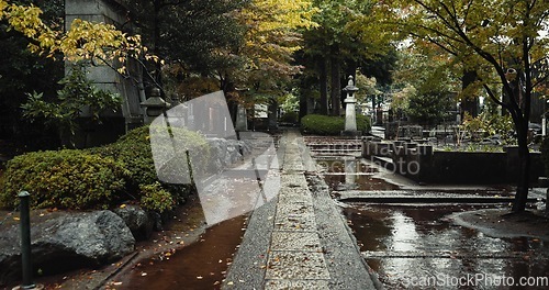 Image of Japan graveyard, nature and culture by tombstone in landscape environment, autumn leaves and plants. Wet, cemetry and stone for asian cemetery in urban kyoto and wet with indigenous shinto religion