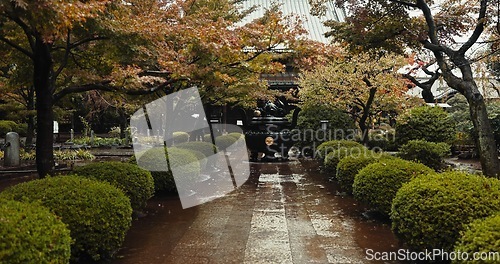 Image of Japan graveyard, nature and trees by shrine in landscape environment, autumn leaves and plants. Rain, countryside and tomb for asian culture in urban kyoto and cemetery for indigenous shinto religion