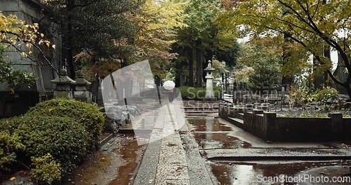 Image of Japan cemetery, person and religion by tombstone in nature, rain and walking by autumn leaves with umbrella. Wet graveyard, monk or journey by stone in urban kyoto or spiritual path by shinto shrine
