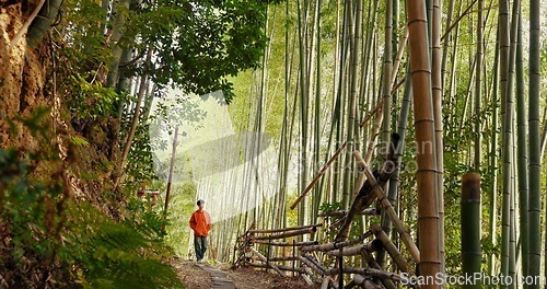 Image of Japanese man, bamboo trees and forest on walk, adventure and hiking with thinking, ideas and journey. Person, outdoor or trekking for peace, mindfulness or woods at Fushimi Inari on vacation in Kyoto