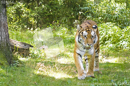 Image of Prowling Tiger