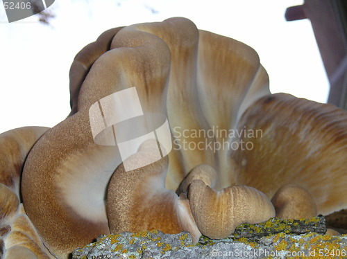 Image of Fungus