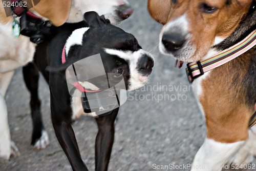 Image of Dog Socialization