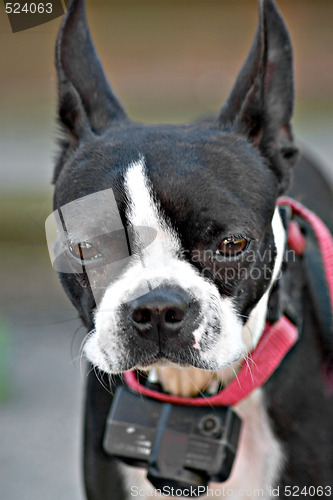 Image of Curious Boston Terrier