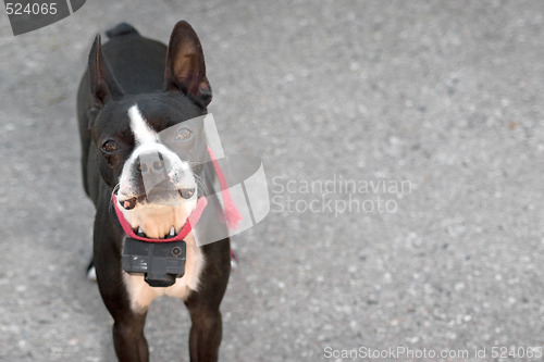 Image of Curious Boston Terrier