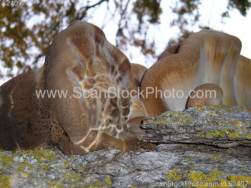 Image of Tree Fungus