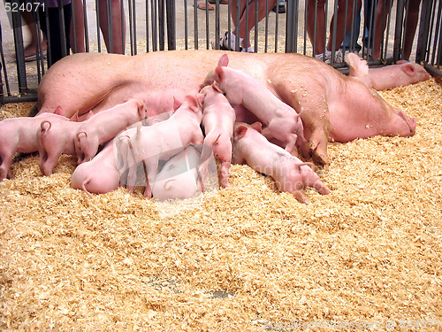 Image of Hungry Piglets