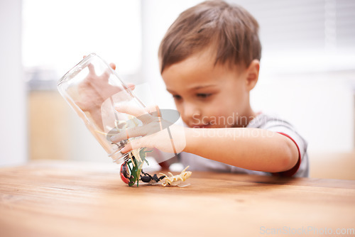 Image of Child, toys and insect or development play for growth curiosity, education or bug jar. Kid, animals and game or learning kindergarten for teaching discovery or creativity games, coordination or skill