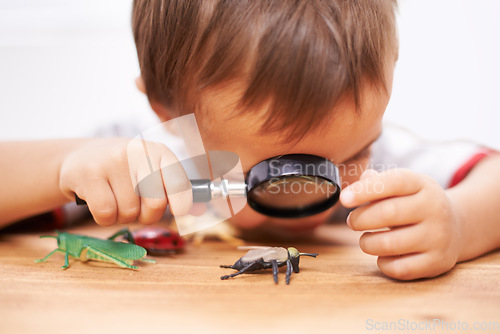 Image of Child, learning and study an insect with magnifying glass, investigation and science education. Kid, research and observe bugs in inspection check on table for biology, knowledge and development