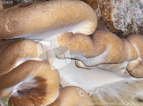 Image of Fungus