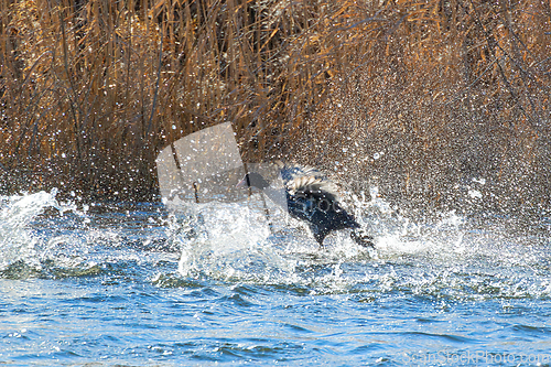 Image of black coot taking flight from pond surface