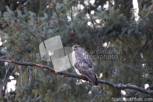 Image of Buteo buteo on spruce branch