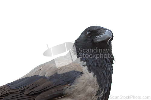 Image of closeup of hooded crow over white