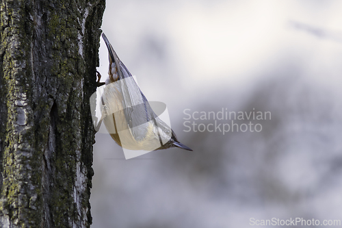 Image of eurasian nuthatch on tree bark