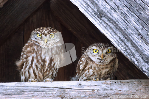 Image of little owl couple (Athene noctua)