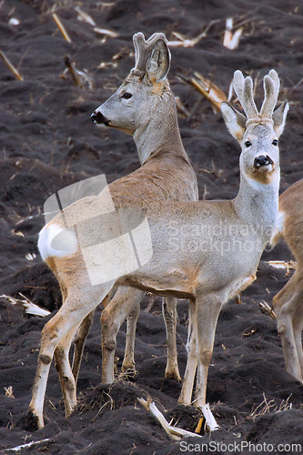 Image of roe deers on ploughed land