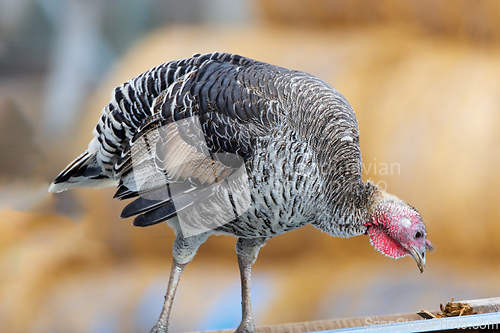 Image of turkey hen at the farm