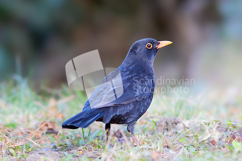 Image of black bird on the ground
