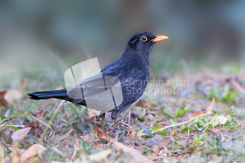 Image of blackbird foraging for food on lawn