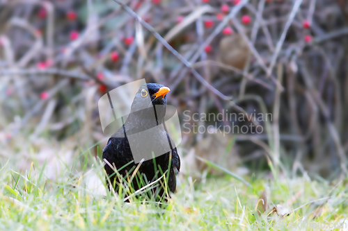 Image of blackbird searching for food in the park