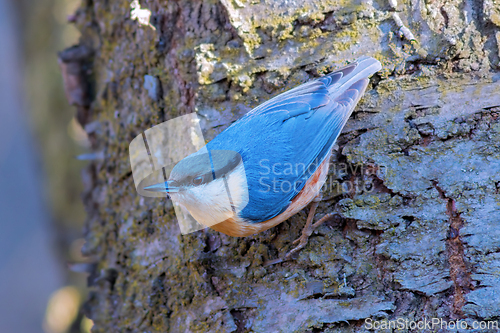 Image of eurasian nuthatch  closeup in natural habitat