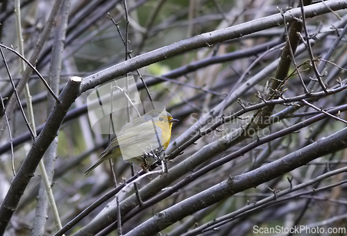 Image of european robin hiding on a bush