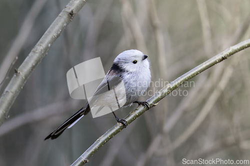 Image of long tailed tit on a twig