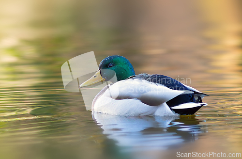Image of mallard duck on pond at sunset