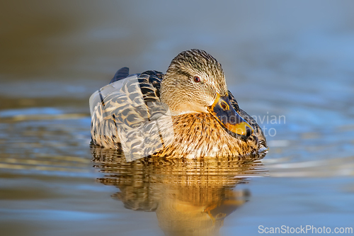 Image of mallard hen in beautiful orange light