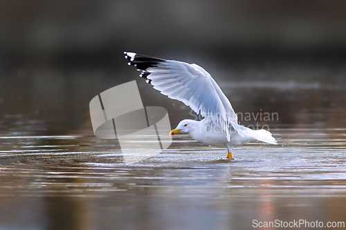Image of yellow legged gull flapping wings