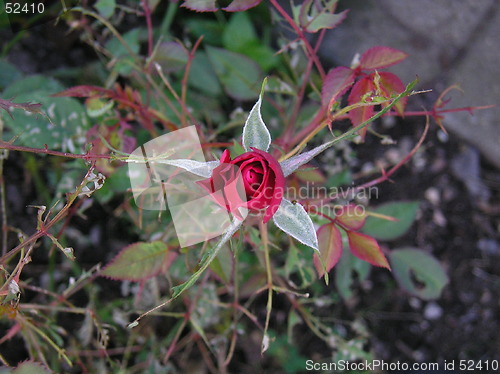 Image of Mini Rose
