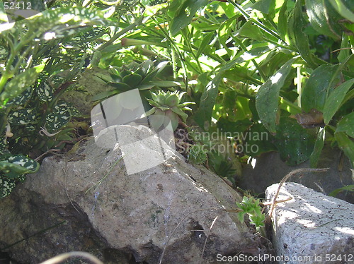 Image of Rock Garden