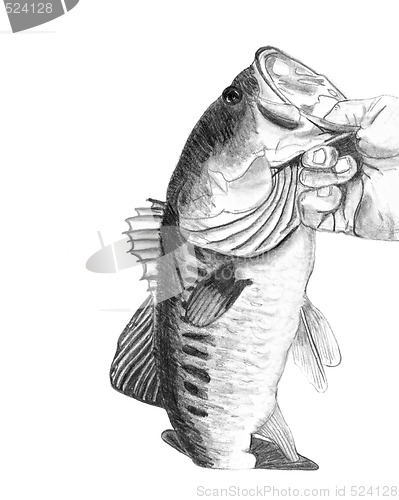 Image of Bass Fish Drawing