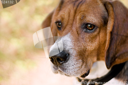 Image of Attentive Beagle Dog