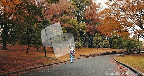 Image of Japanese woman, kimono and walking by autumn leaves on trees and wellness for peace in nature. Person, journey and heritage by outdoor park on road, respect and traditional fashion in tokyo town