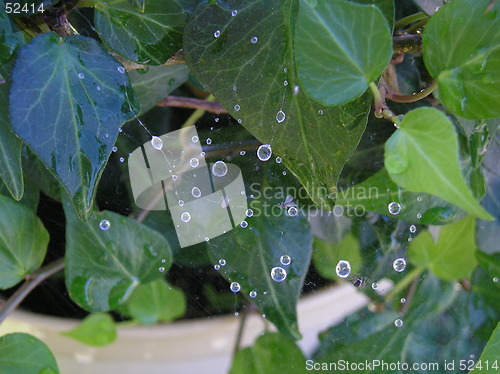 Image of Spiders Web