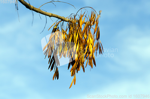 Image of yellowing leaves