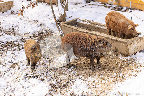 Image of Cute curly pig.